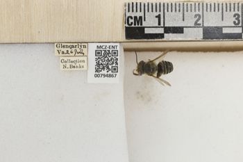 Media type: image;   Entomology 794867 Aspect: Labels